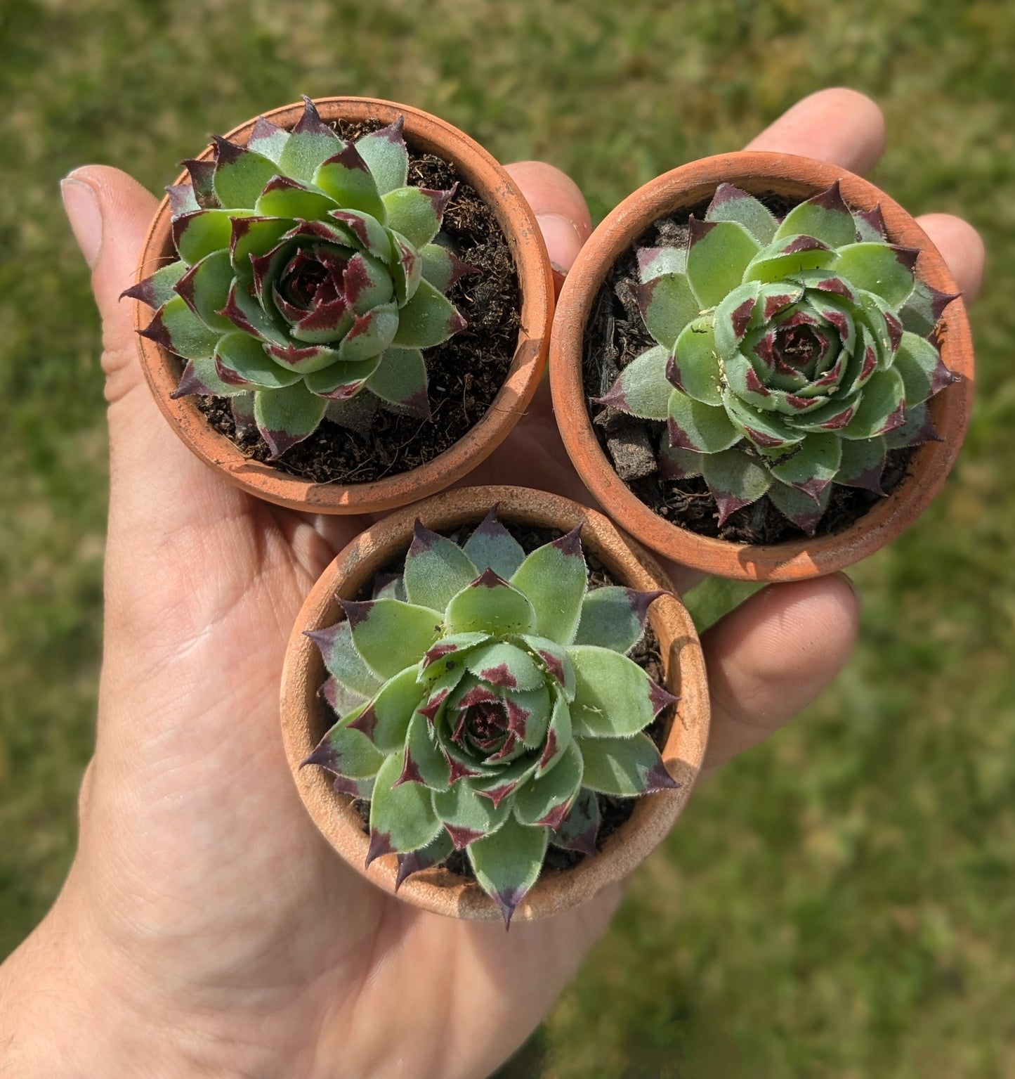 3x Houseleek (5 cm Terracotta Pot)