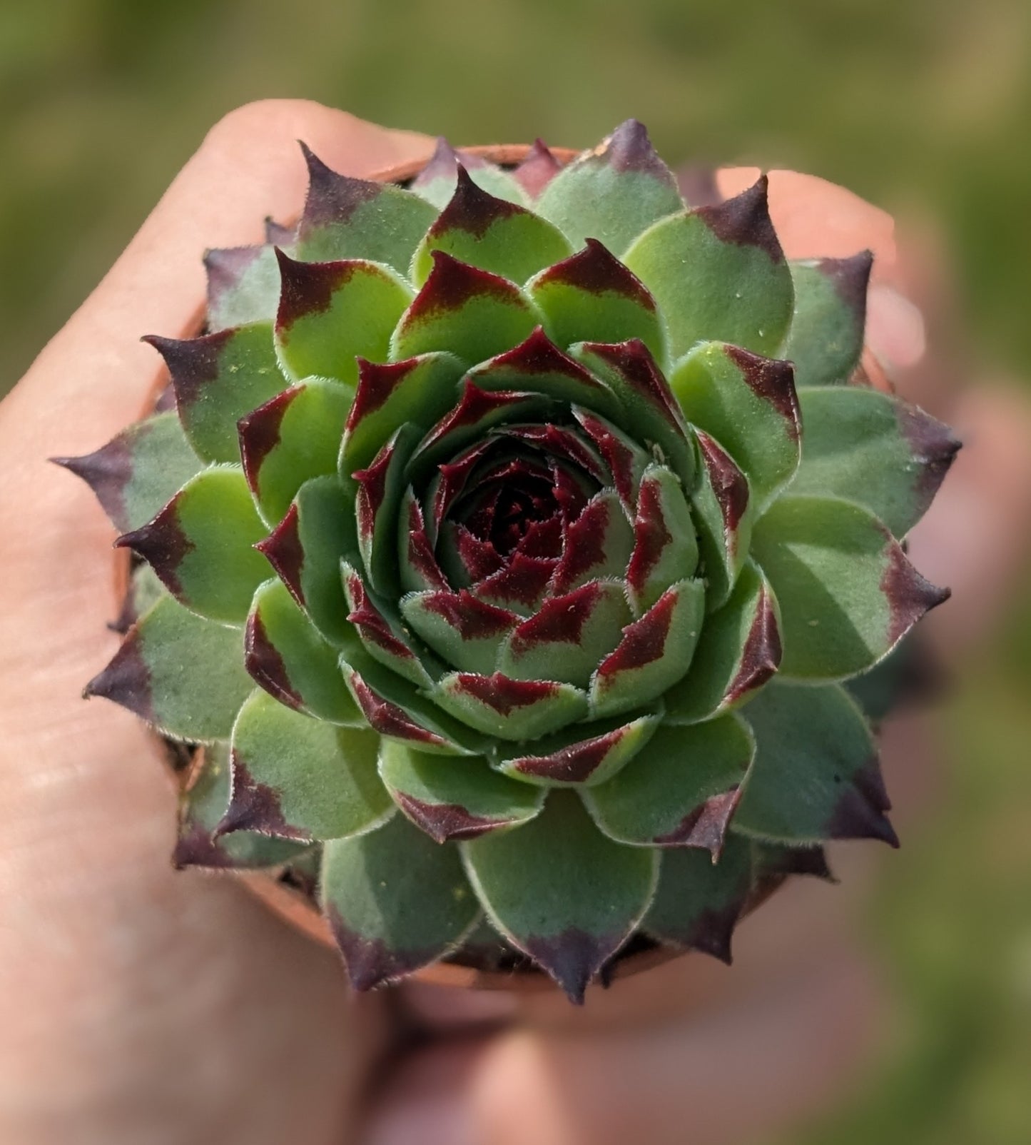 Medium sized Houseleek in a 6 cm pot