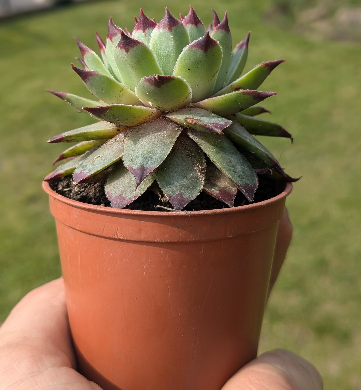 Medium sized Houseleek in a 6 cm pot