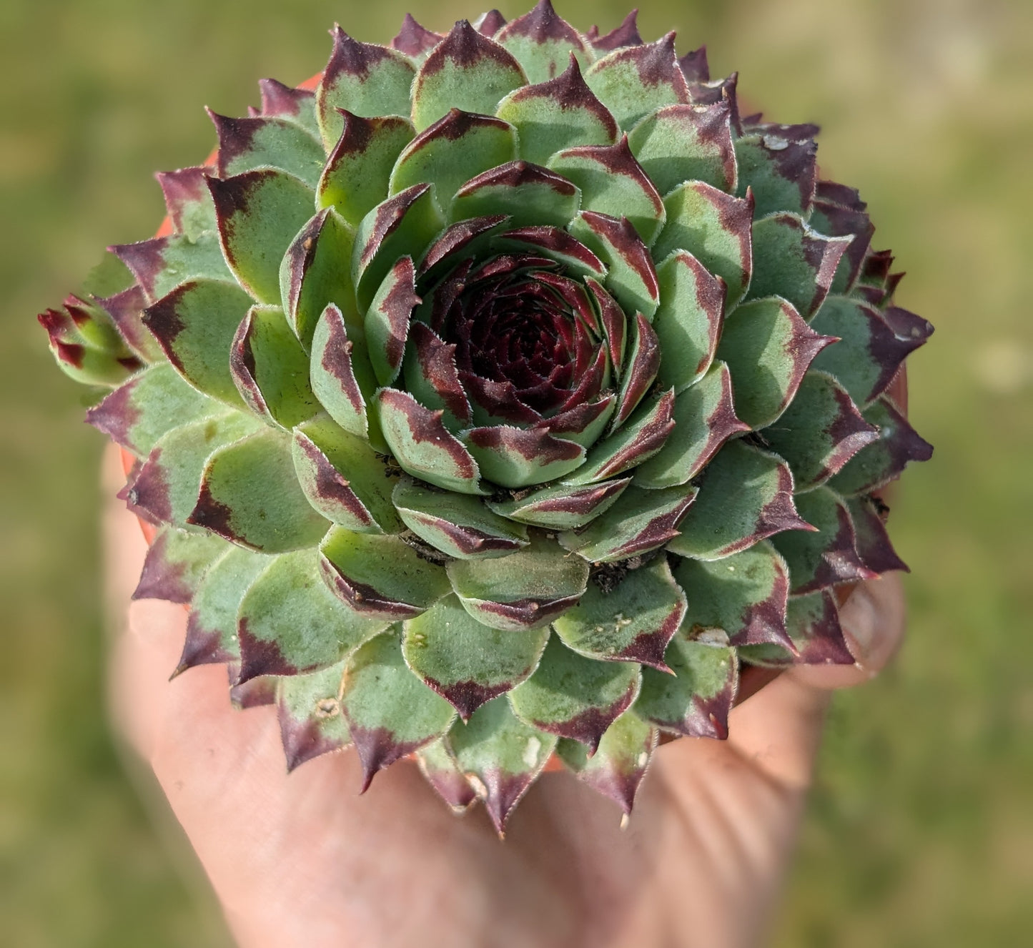 Large Houseleek in 9.5 cm pot