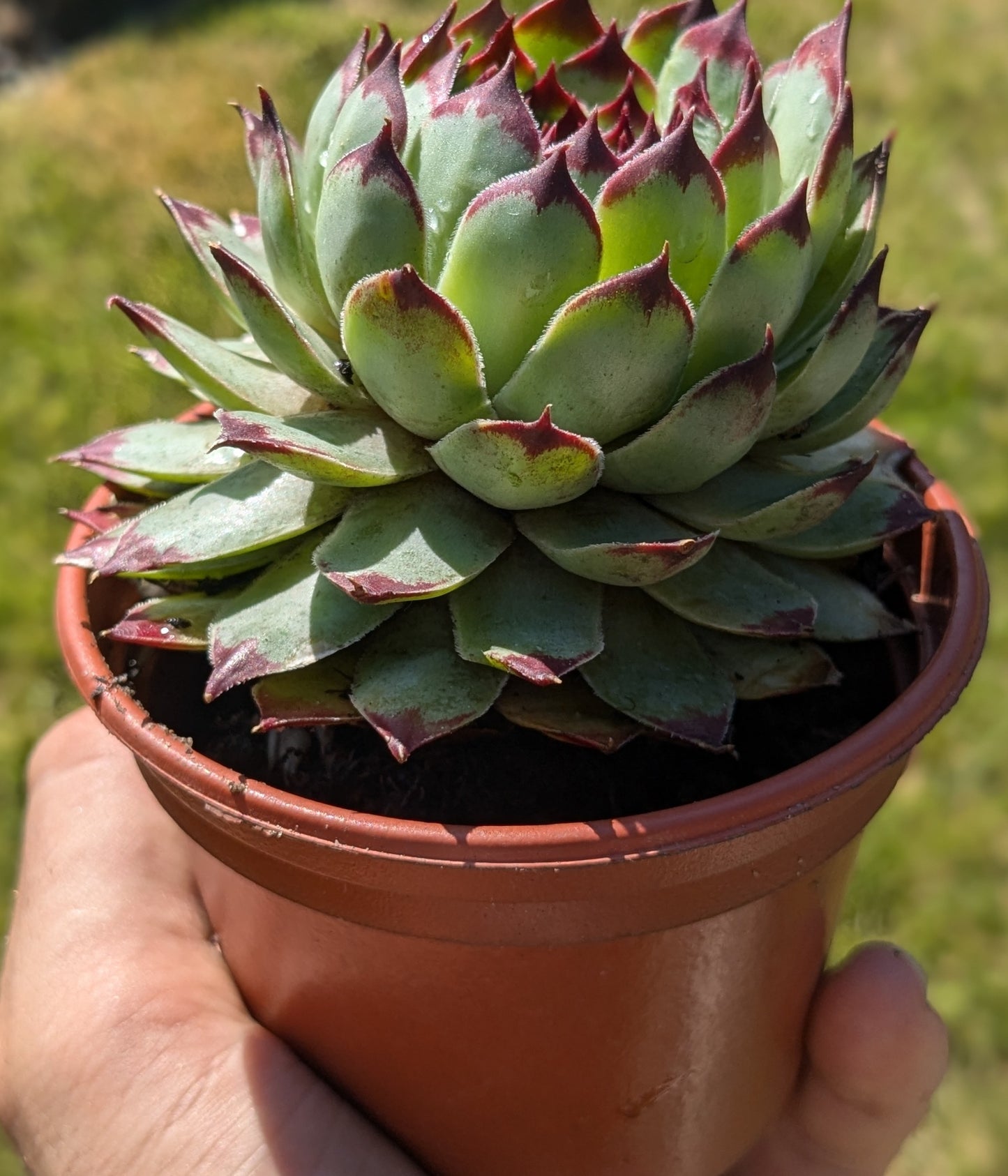 Large Houseleek in 9.5 cm pot