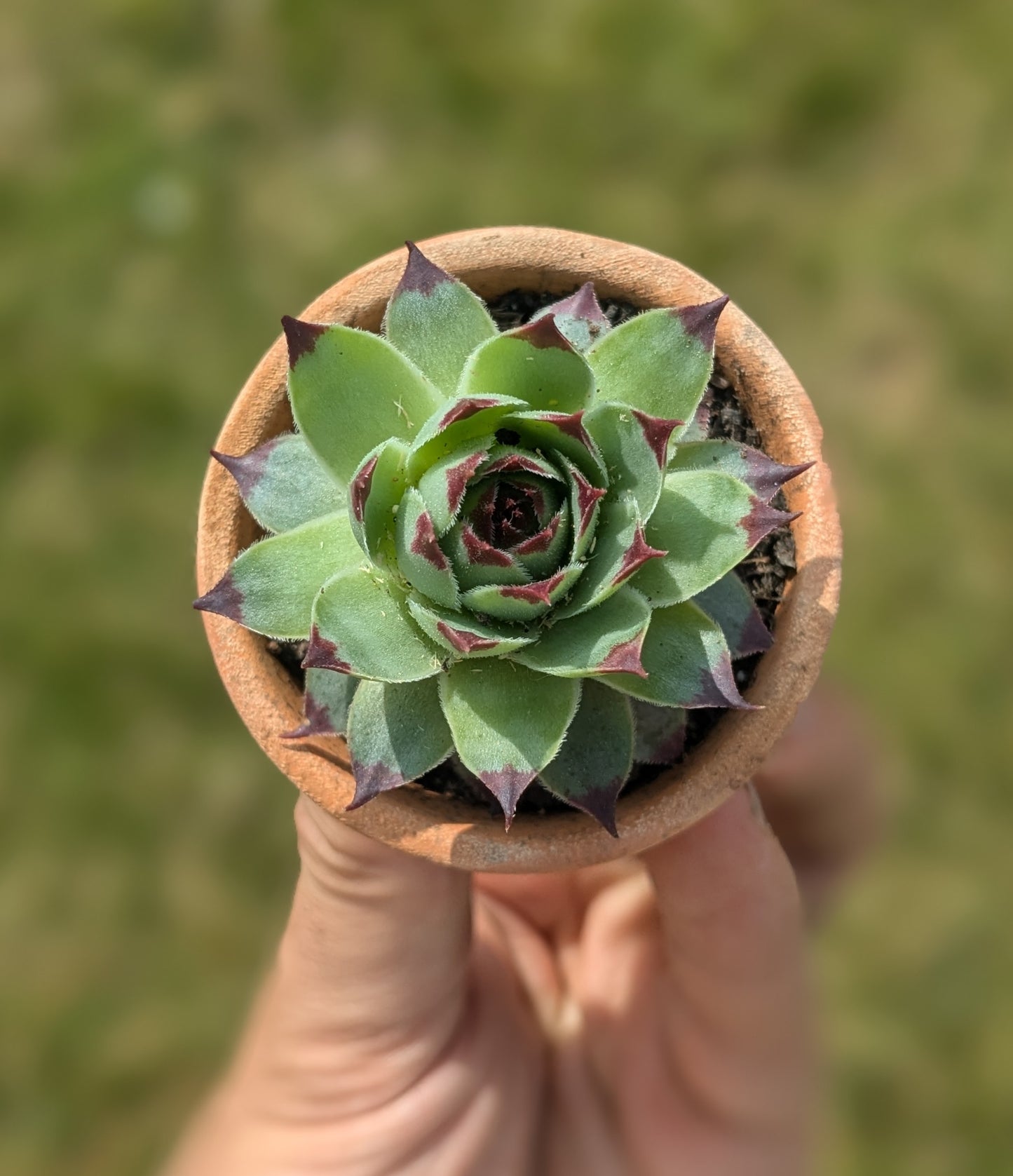 3x Houseleek (5 cm Terracotta Pot)