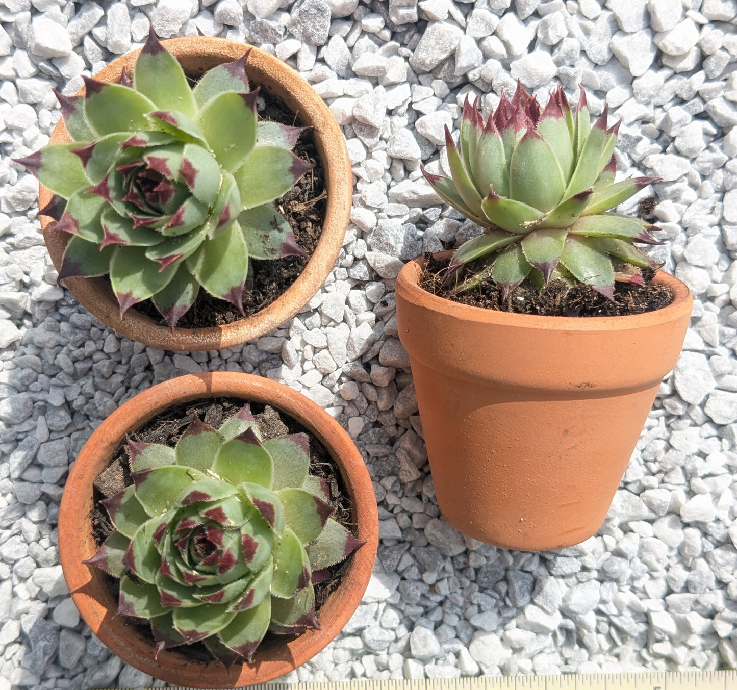 3x Houseleek (5 cm Terracotta Pot)